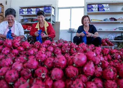 Trung Quốc thu hoạch rộ Thanh Long, trái "Rồng" Việt Nam đi đâu?